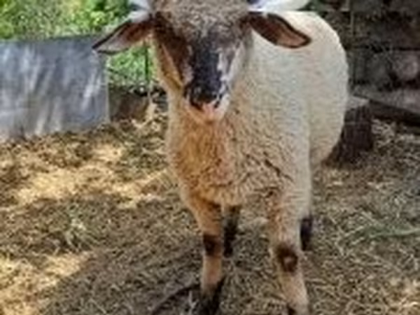 كبش, White Suffolk sheep — هنغاريا