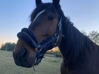 Caballo, Caballos — foto 2
