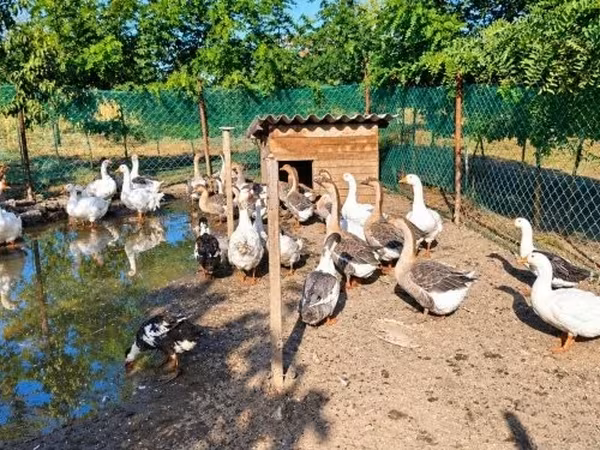 Geese — Hongrie