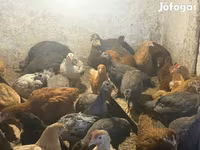 Guinea fowl — Foto 2