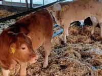 Bovinos (lote, sexo não especificado), Vaca Limousine — foto 1