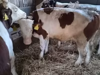Toro, Simmental cattle — foto 2