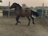 Cheval, Chevaux — photo 4