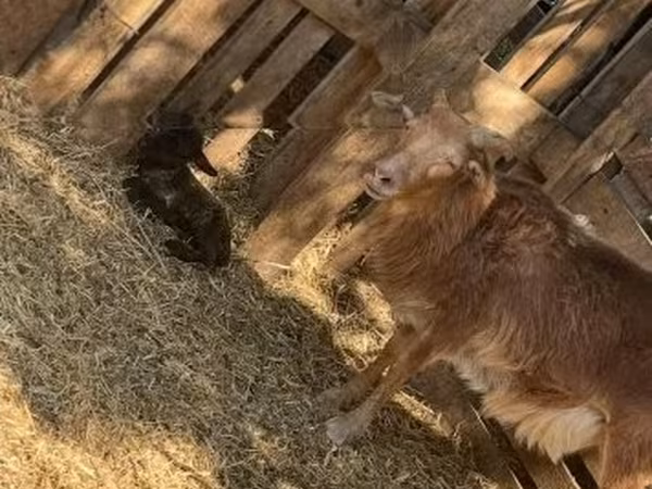 母羊, Cameroon sheep