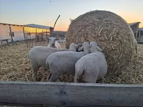 Brebis, Luzein sheep — Hongrie