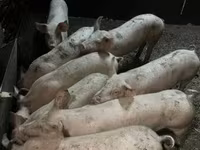 Sow, Pigs — photo 2