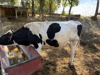 Bulle, Holstein-Rasse — Foto 2