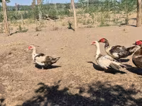 Ducks — الصورة 6