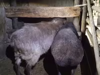 Қой, Adal sheep — 2-сурет