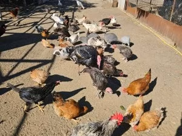 Chickens
