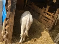 Bull, Belgian Blue — photo 3