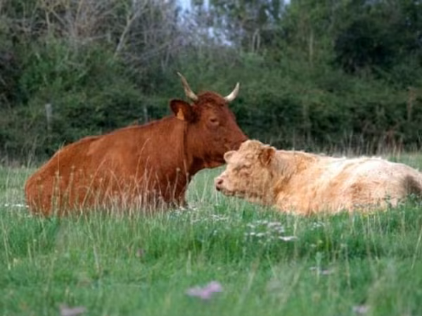 Tehén, Salers cattle