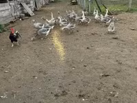Geese — 4. fotó