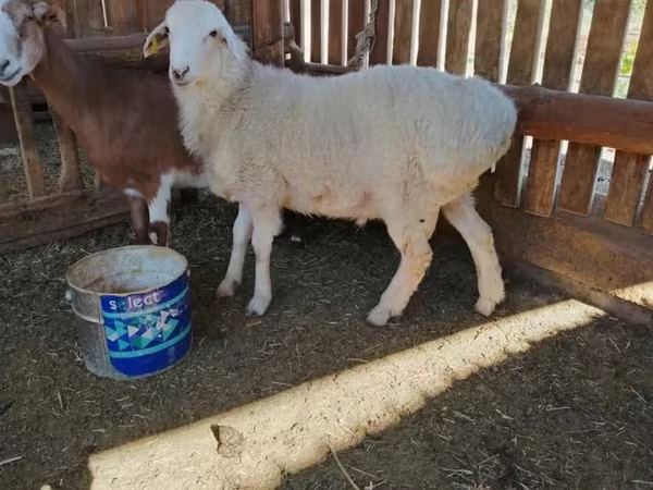 Beran, Kazakh fat-tailed coarsewool sheep
