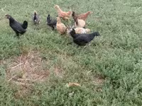 Chickens — الصورة 7