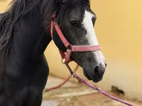 حصان, Anglo-Arabian — الصورة 1