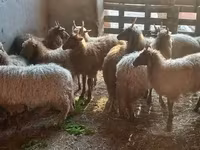 Schaf, Racka sheep — Foto 6