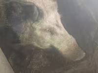 公猪, Pigs — 照片 1