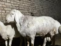 Kos, Afghan Arabi sheep — 3. fotó