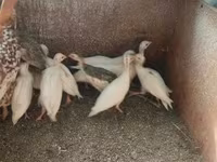 Chickens — photo 4