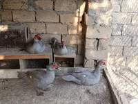 Ducks — Foto 3