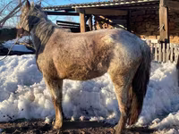Jument, Kazakh horse — photo 2
