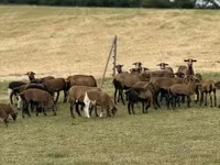 Sheep (batch, sex not specified), Cameroon sheep — photo 3