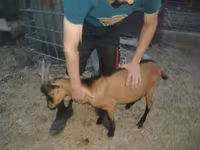 Keçi, Alpine goat — foto 4