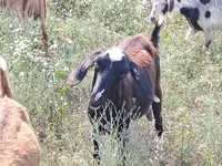 عنزة, Nubian Goat — الصورة 4