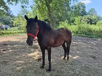 Kanca, Hungarian horse breed — 5. fotó