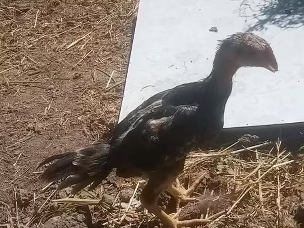 Shamo chickens