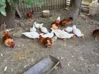 Ducks — الصورة 1