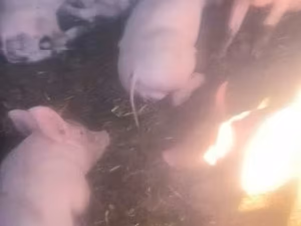 Boar, Pigs — Hungary