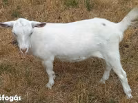 Nőstény kecske, Alpine goat — 3. fotó