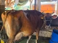 母牛, Cattle — 照片 3