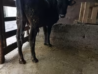 Touro, Russian Black pied cattle — foto 3