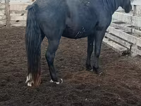 Cavalo, Cavalos — foto 1