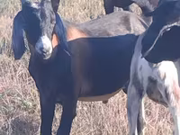 Bak, Nubian Goat — 2. fotó