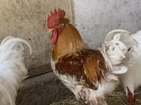 Plymouth Rock — 2. fotó