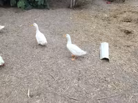 Niemiecki Pekin — zdjęcie 4
