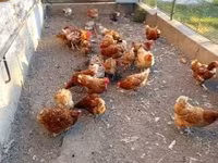 Chickens — zdjęcie 2