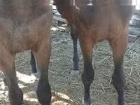 Horse (M), Furioso-North Star — photo 4