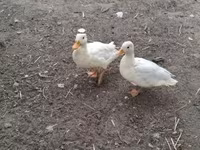 Ducks — 2-сурет