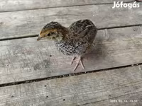 Quails — foto 6
