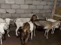 Chèvre, Saanen goat — photo 2