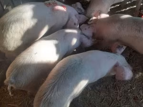 Boar, Крупная белая