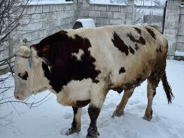Bull, Cattle