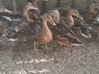Ducks — फ़ोटो 2