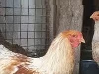 Brahma — photo 2