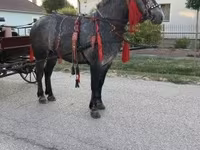 Cheval, Chevaux — photo 4